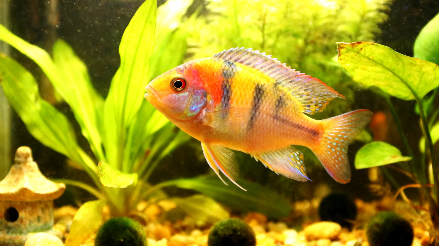 Junge Fische benötigen altersgerechte Beschäftigung und Stimulation in ihrem Aquarium, um gesund heranzuwachsen und natürliche Verhaltensweisen zu entwickeln"