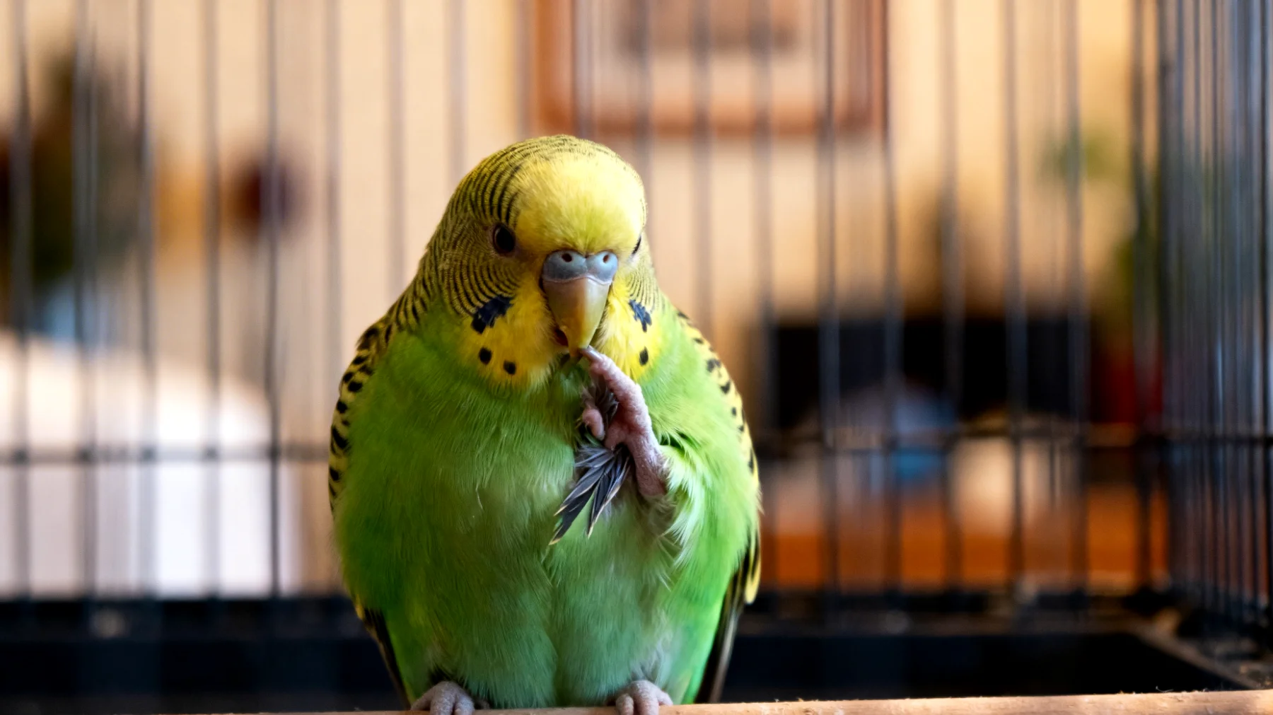 Wellensittiche zeigen in Wohnungshaltung häufig Stresssymptome wie übermäßiges Schreien, Federrupfen oder Apathie, besonders wenn sie alleine gehalten werden oder nicht ausreichend Beschäftigungsmöglichkeiten haben"