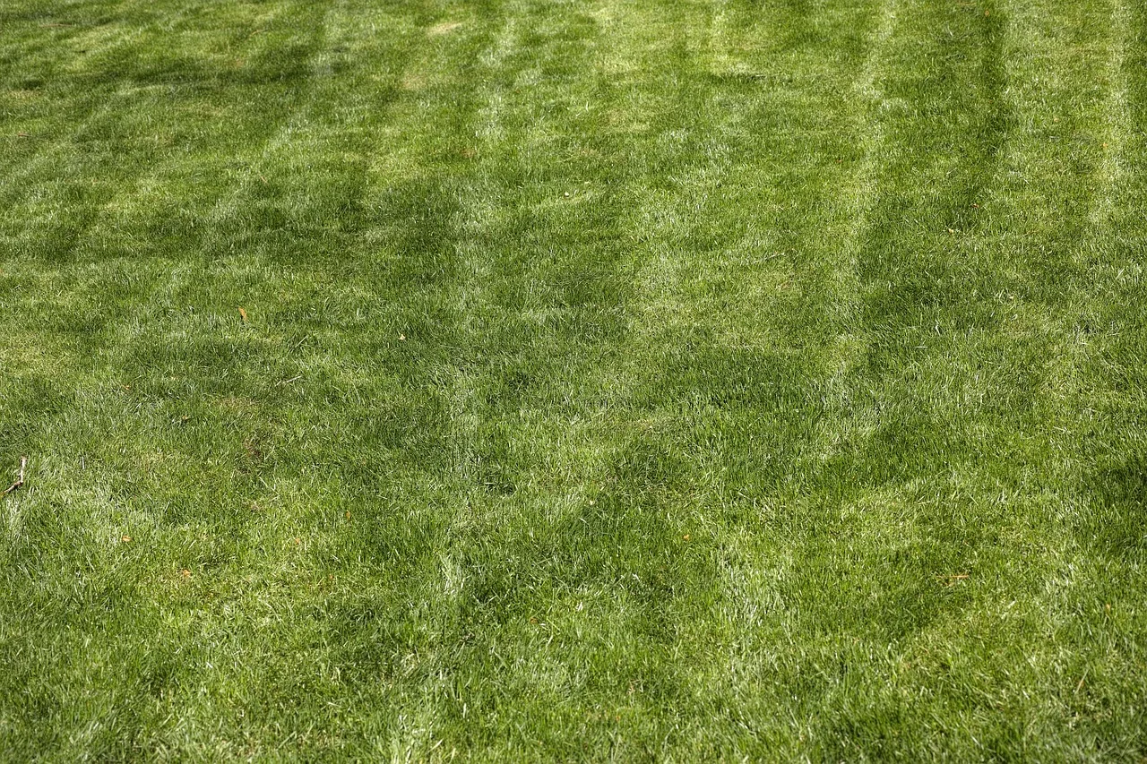 Dein Rasen sieht aus wie ein Fußballfeld – oder wie ein Flickenteppich: der Unterschied liegt in diesen Mähfehlern2026-04-30T09:19:36.738Z"