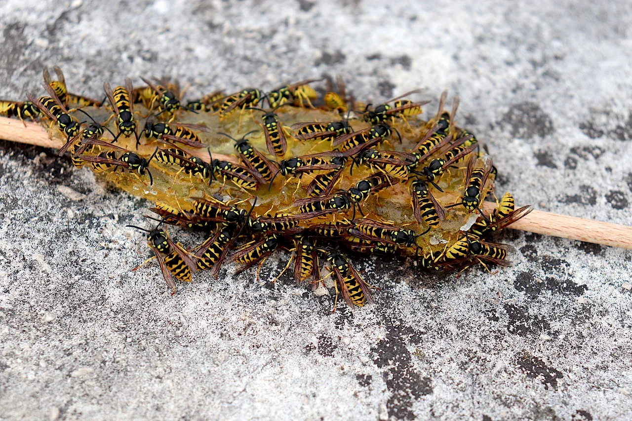 Hornissen auf der Terrasse: Diese natürlichen Hausmittel halten sie wirklich fern – ohne Bußgeld zu riskieren2026-04-30T09:49:34.553Z"