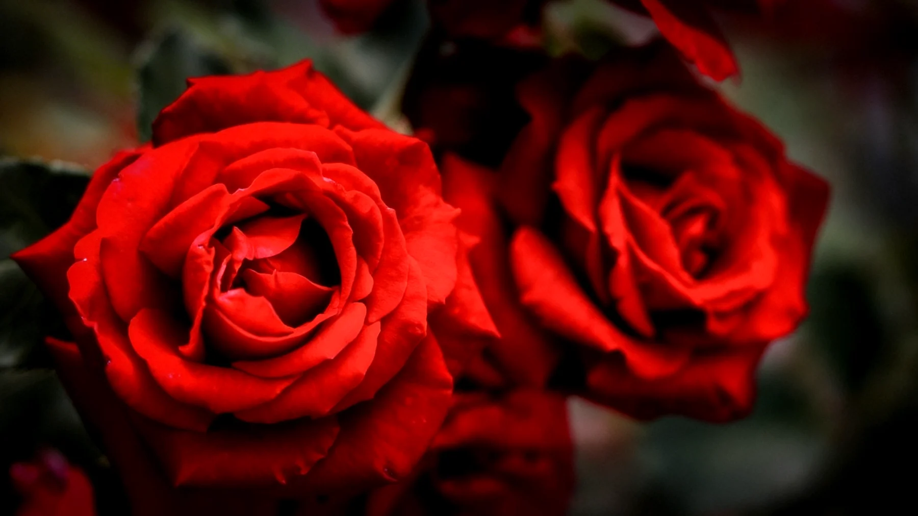 Rote Rosen2026-04-01T04:55:16.485Z"