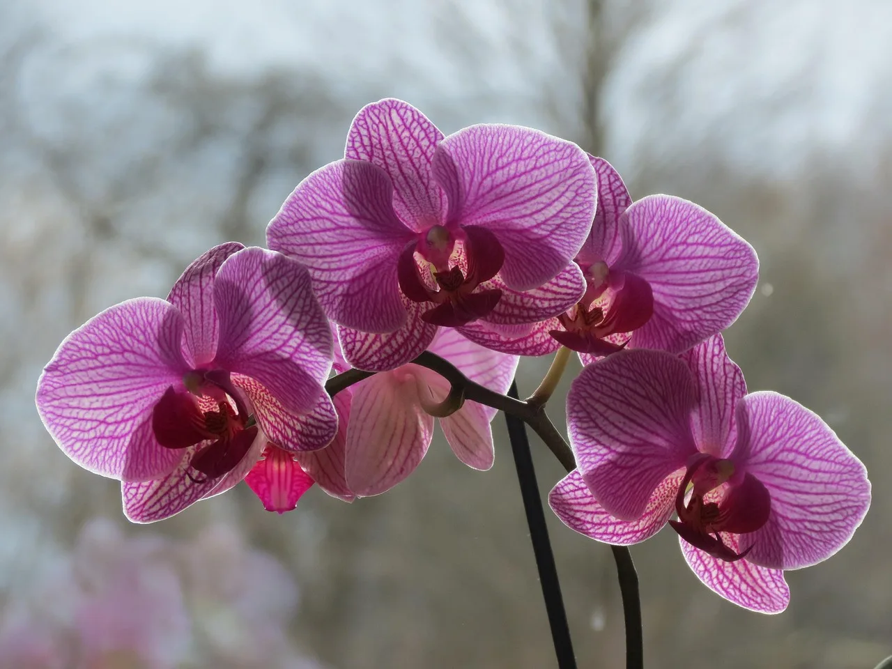 Deine Orchidee stirbt wahrscheinlich wegen diesem einen Gießfehler – eine japanische Technik ändert das sofort2026-05-02T07:33:51.387Z"
