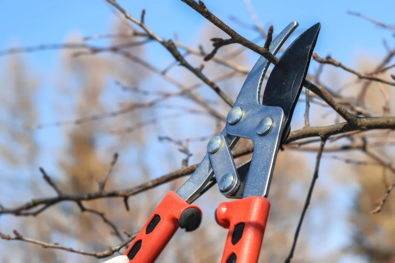 Warum dein Garten im Frühling so viel schöner blüht, wenn du jetzt im Februar zur Gartenschere greifst2026-05-02T07:49:07.746Z"