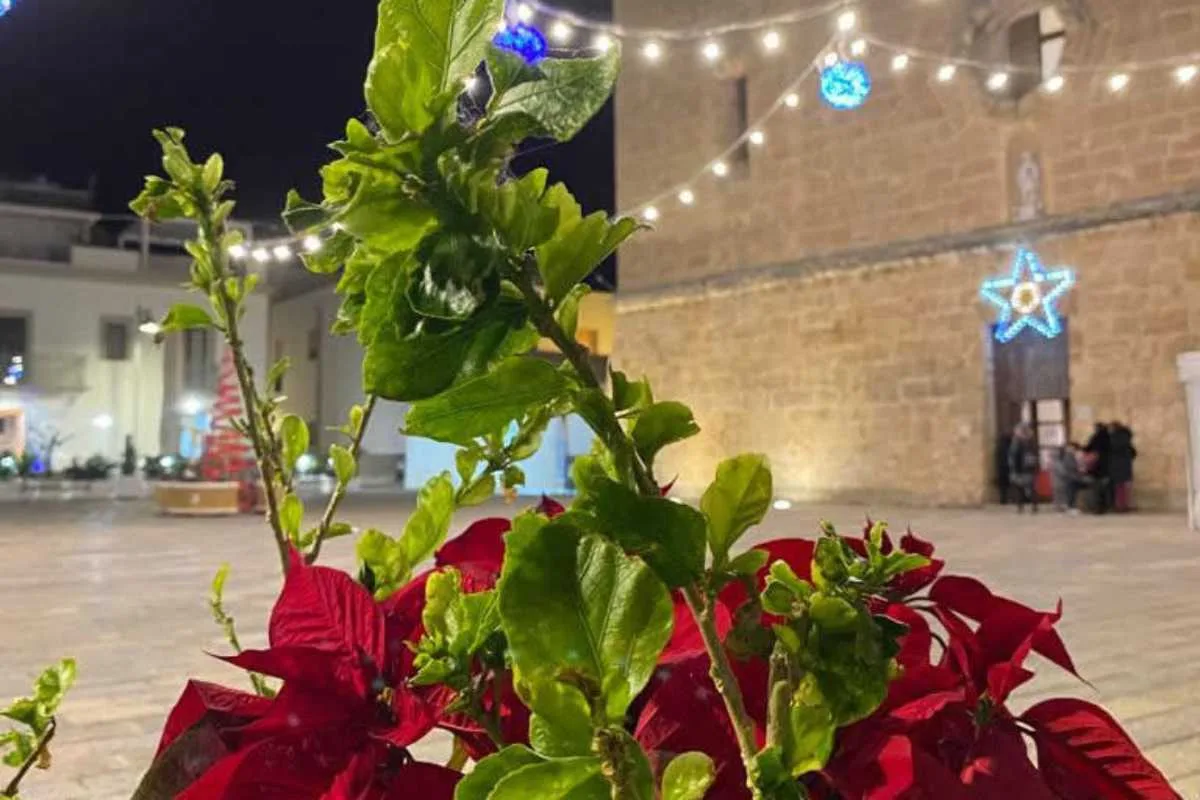 Bougainvillea: Mit diesem Kaffeesatz-Trick blüht sie den ganzen Sommer lang wie verrückt2026-05-02T09:33:15.307Z"