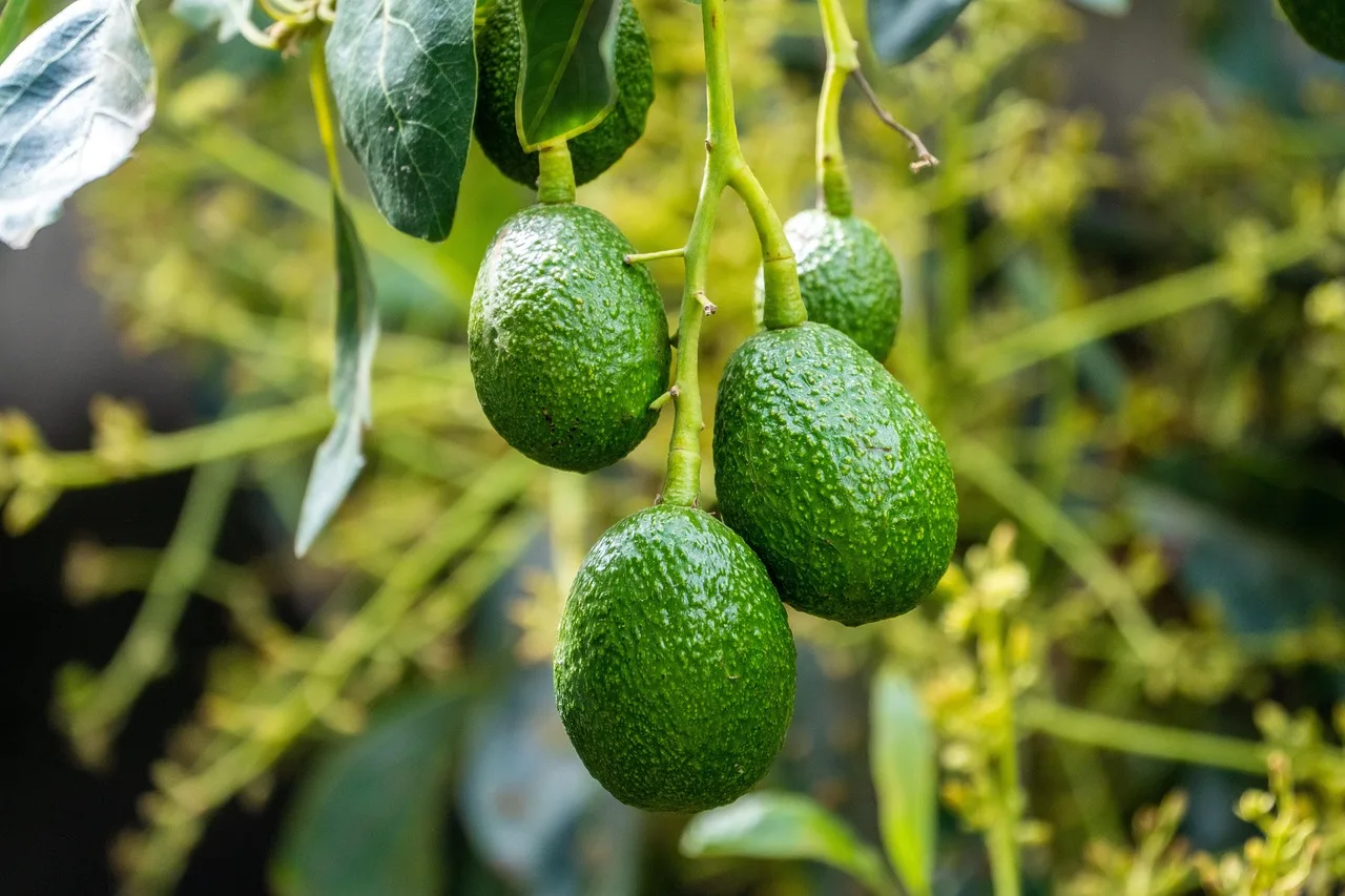 Aus dem Avocadokern wird bei dir zuhause eine echte Pflanze – so einfach geht das wirklich2026-05-02T10:03:14.470Z"