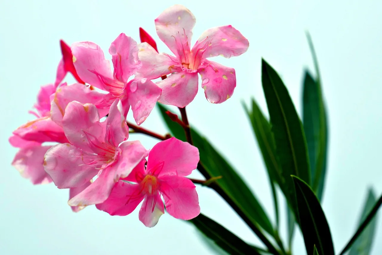 Oleander im Garten: Was die meisten Besitzer nicht wissen – und warum es gefährlich werden kann2026-05-04T08:19:28.823Z"