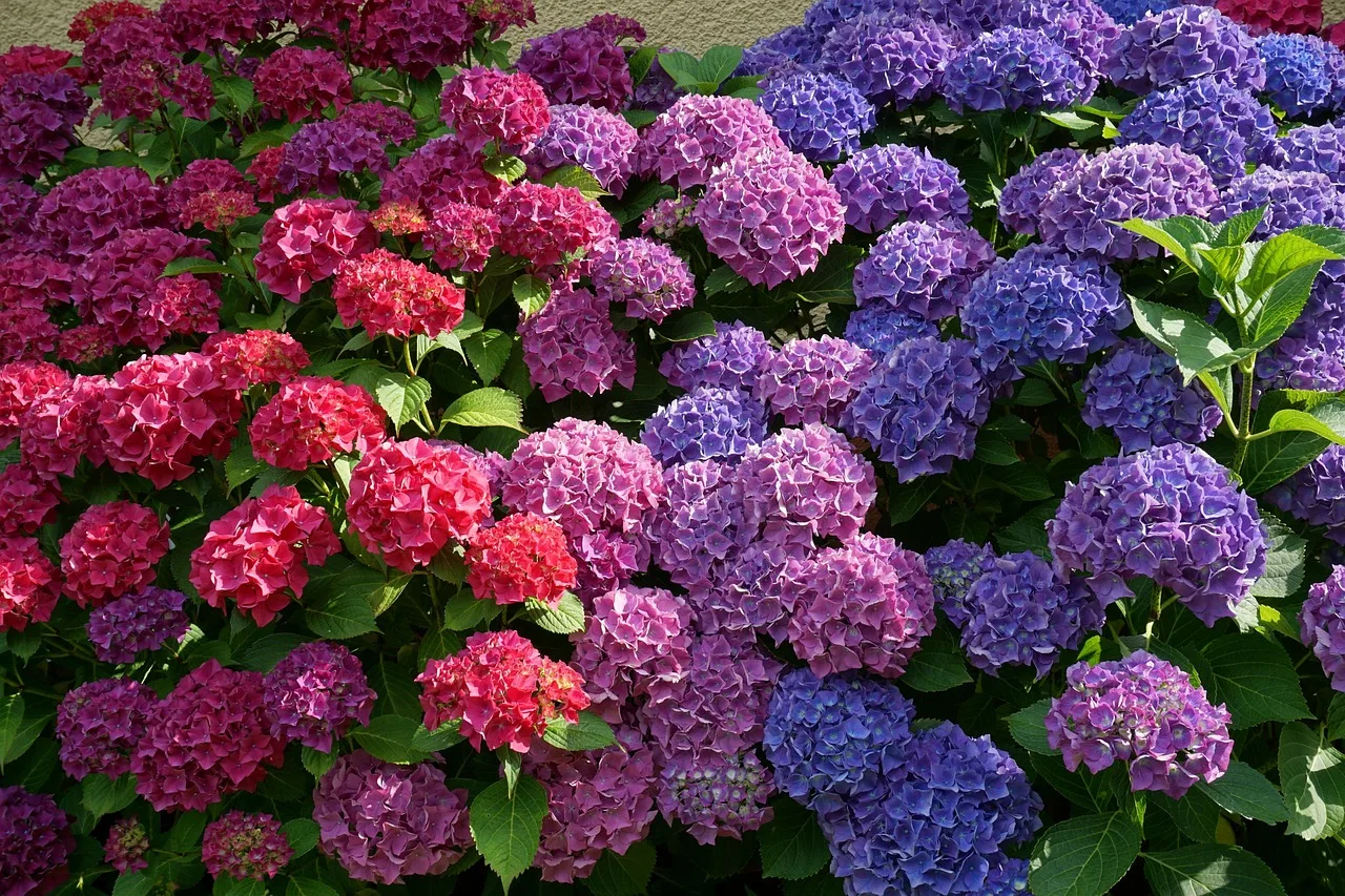 Warum deine Hortensien nicht blühen – und was fast alle Gartenbesitzer falsch machen2026-05-04T09:19:39.220Z"