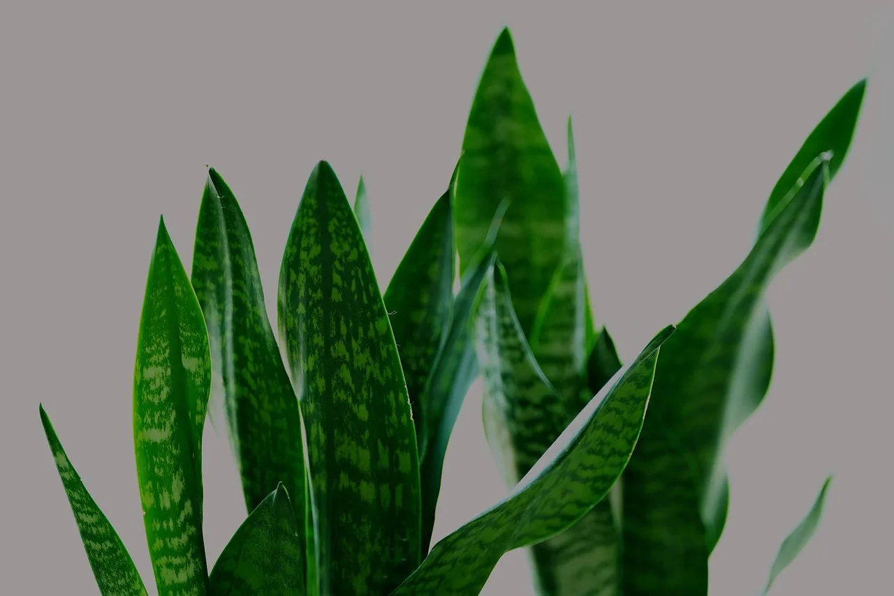 Deine Sansevieria stirbt wahrscheinlich an dem Fehler, den fast jeder macht2026-05-04T09:34:28.917Z"